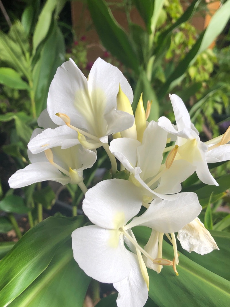 Fragrant white butterfly ginger lily plant Plants, Fertilizer & Soil