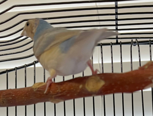 Gouldian finch  in Birds for Rehoming in Tricities/Pitt/Maple - Image 2