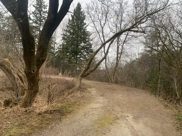 ****TREE REMOVAL, TREE TRIMMING, STORM DAMAGE*** in Lawn, Tree Maintenance & Eavestrough in City of Toronto - Image 8
