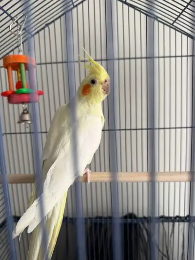 Cockatiel Playful, Talkative & Healthy Adoption, View more