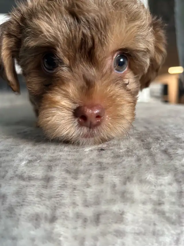 Morkiepoo Puppies in Dogs & Puppies for Rehoming in Oshawa / Durham Region - Image 4