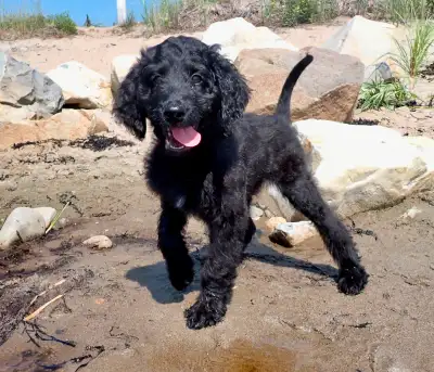Irishdoodles, Irish Setter X Standard Poodle, two left, View more