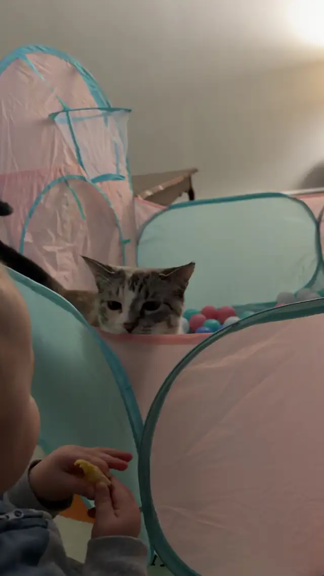 Adult Ragdoll x Tabby Cat