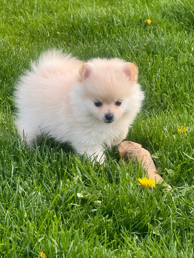  Purebred mini Pomeranians  in Dogs & Puppies for Rehoming in Mississauga / Peel Region - Image 3