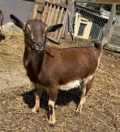 $450 pick up in Pickering 1 FEMALE GOAT DOE 1.5yr old Currently milking $450 Nigerian dwarf goat bre...