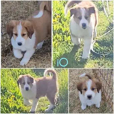 Smart purebred English Shepherd puppies. 10 weeks old Wed Jun 17. Litter of 9 pups - 4 m, 5 f. *We c...