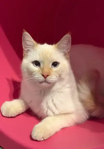 Rehoming Siamese cat - approved home only , View more