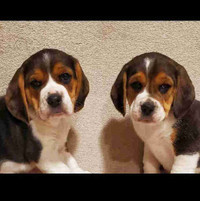 Beagles for sale 