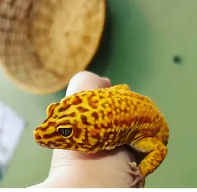 gecko léopard , View more