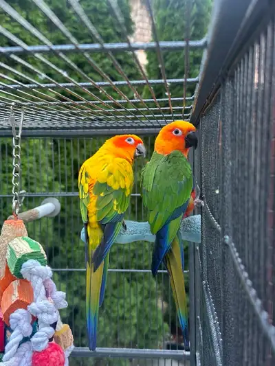 Super Tame Sun & Jenday Conures + Huge Cage!, View more