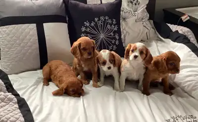 Please welcome 5 of the most adorable puppies. Available are 2 ruby boys, 1 Blenheim boy, 1 Blenheim...