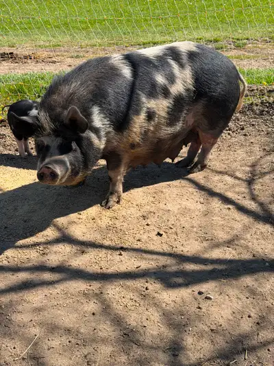 Kuneshire Piglets (Berkshire x kunekune), View more