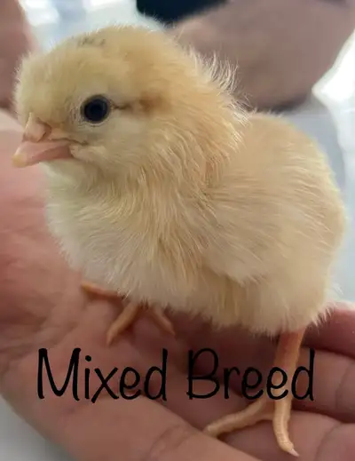 Orfanic Baby Chicks, View more