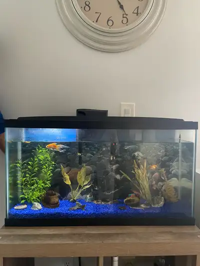 Selling fish tank with two gold fish! Cash ONLY. Pickup in Vaughan.