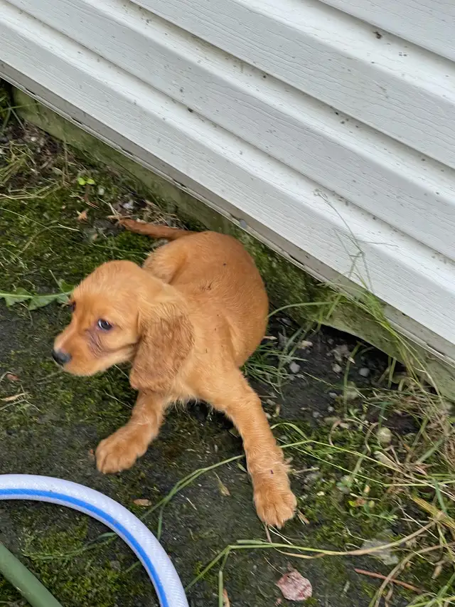 chiot cocker et springer in Dogs & Puppies for Rehoming in Saint-Hyacinthe - Image 9