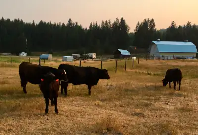 Four Bred Angus-cross Yearling Heifers, View more