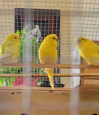 Yellow and blue budgies for sale!!!