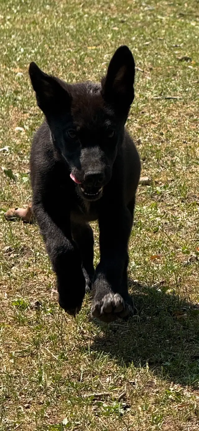 4 german short haired pointer mix pups available now in Dogs & Puppies for Rehoming in Ottawa - Image 4