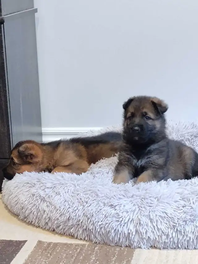 German shepherd puppies in Dogs & Puppies for Rehoming in Guelph - Image 7