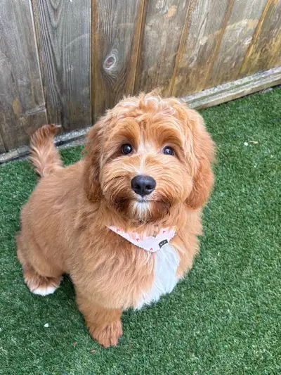 Stunning mini Aussiedoodles, View more