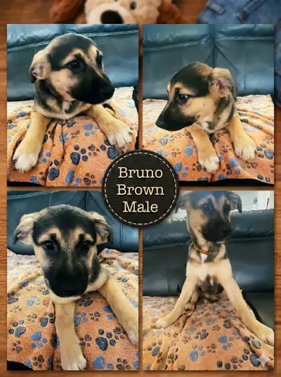 free puppy , View more