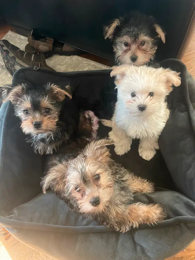 ❤️ only 2 left Adorable Teddy Bear Biewer Yorkie  puppies in Dogs & Puppies for Rehoming in Edmonton - Image 3