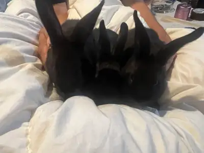 These delightful black rabbits are healthy, active, and well-socialized companions looking for a lov...