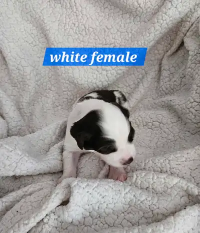 Update... just 2 pups left looking for homes they are 2.5 weeks old their eyes are open and starting...
