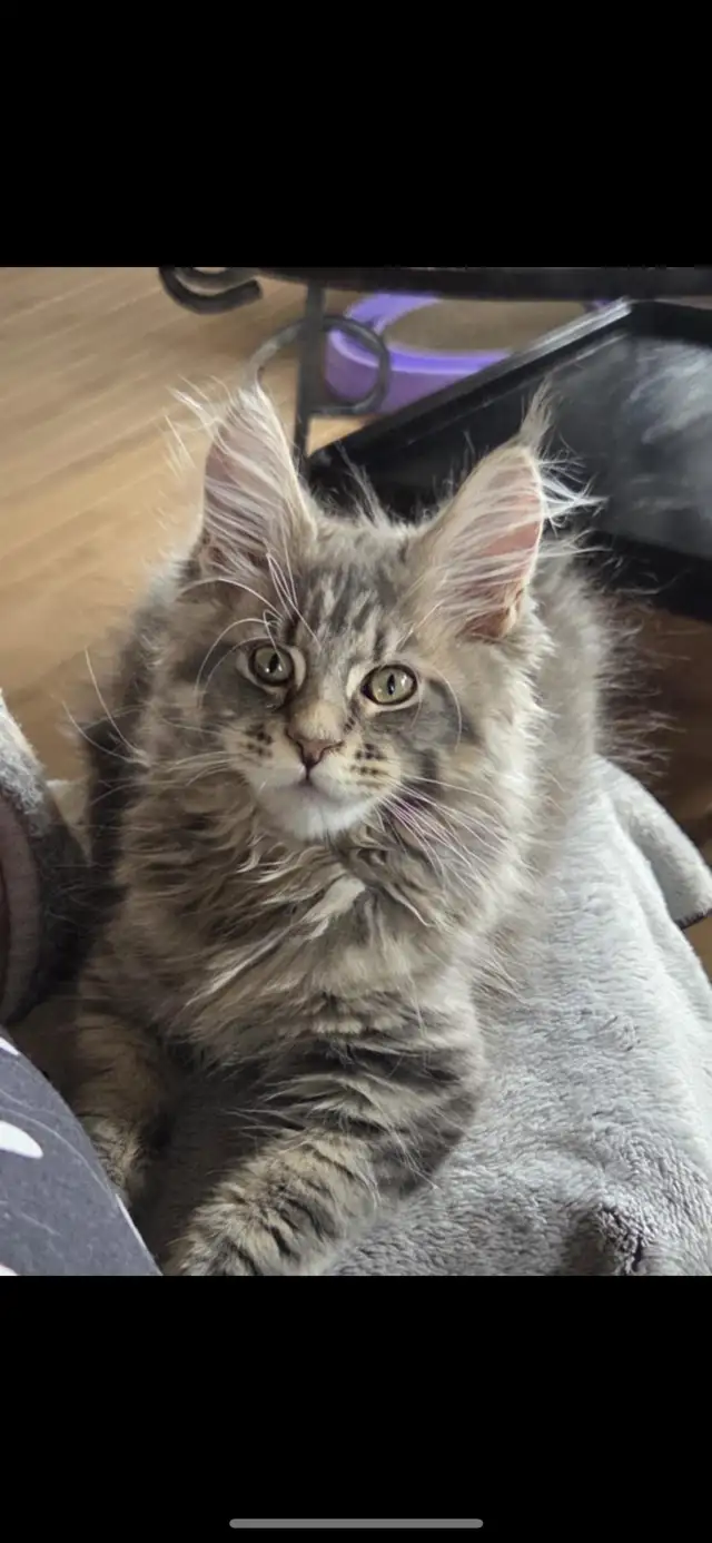 chatons maine coon Enregistrer TICA