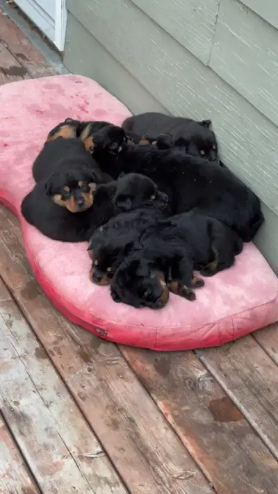 Rottweiler puppies, View more