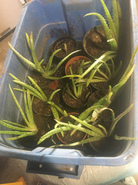 Beautiful plants for sale-Jade,Aloe,Cactus