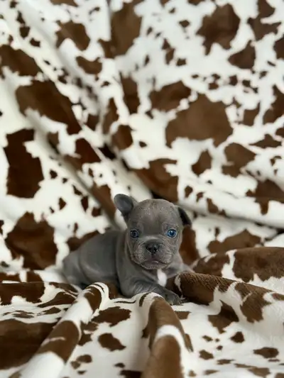 Bouledogue français éleveurs depuis  17 ans, View more