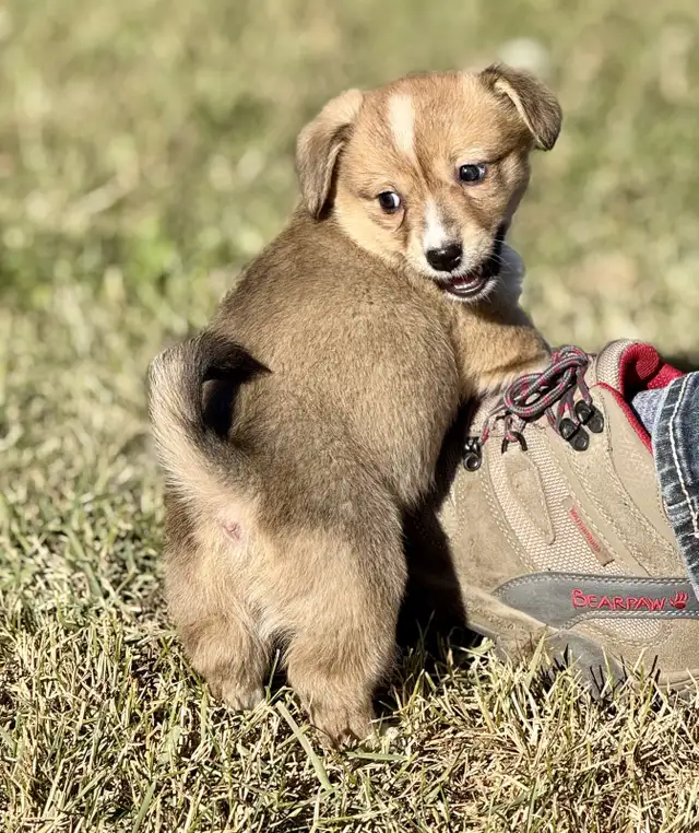 Pembroke welsh Corgi in Dogs & Puppies for Rehoming in Delta/Surrey/Langley - Image 8