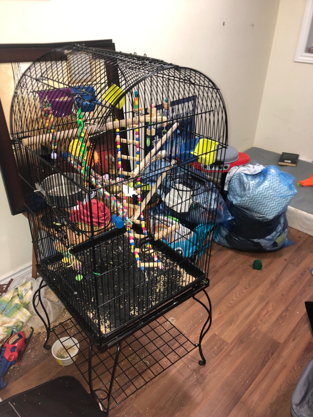4ft tall by 2.5 ft wide parrot cage in Birds for Rehoming in Barrie