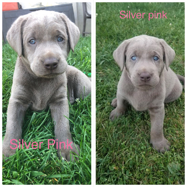 Purebred Chocolate Lab Puppies Dogs & Puppies for Rehoming Owen