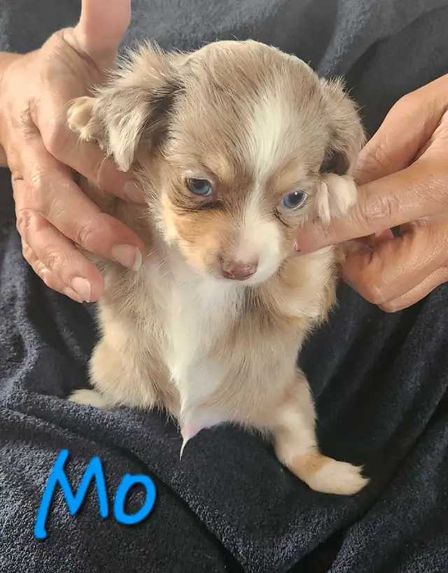 3 LEFT - Beautiful Chihuahua Boys in Dogs & Puppies for Rehoming in Strathcona County - Image 2