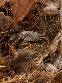 Cloportes/Isopods             Porcellio Laevis  « Dairy Cow »