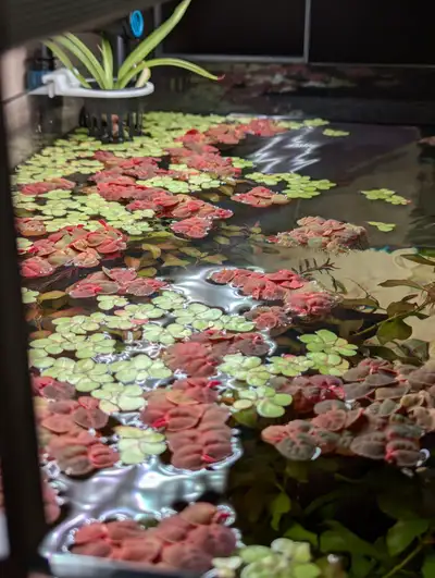 Aquarium Plants for Sale - $5, View more