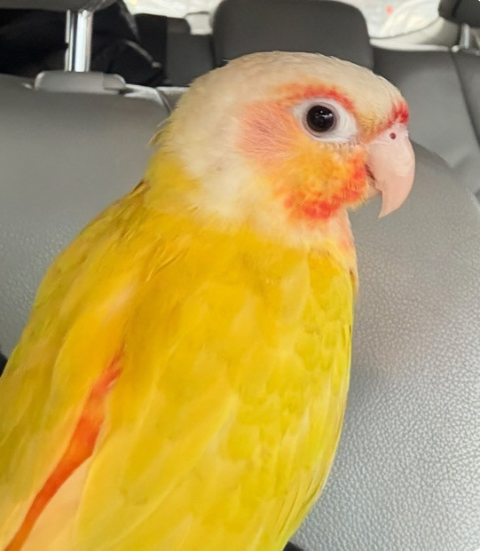 greencheek conures in Birds for Rehoming in City of Toronto