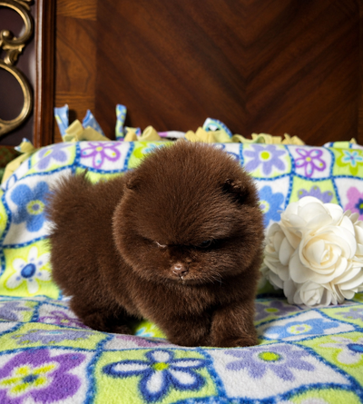 Adorable Teddy Bear faced Pomeranian Puppy male, View more
