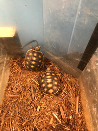 BEAUTIFUL BABY RED FOOT TORTOISES ON SPECIAL