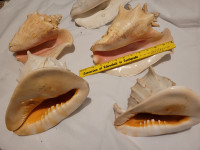 Nice items..sea shells decorative things