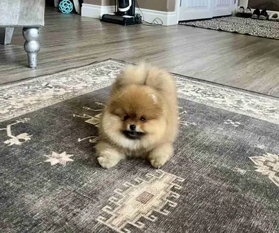 CKC Reg’d Pomeranian Pup!, View more