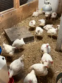 46-6 week  old broiler chickens