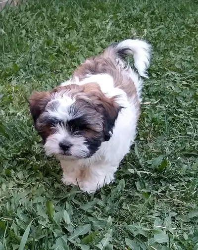 Bichon Shih Tzu puppy❤️, View more