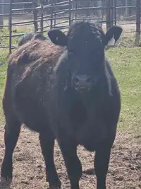 2.5 year old heifer