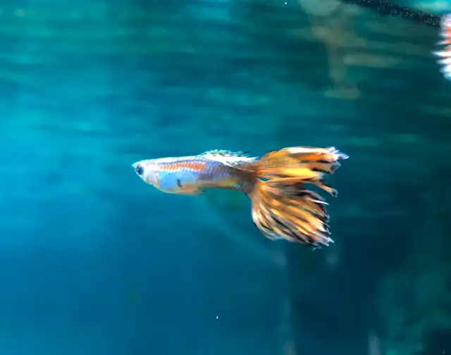 Veil-tail and other varieties of Guppy tropical fish in Fish for Rehoming in Kingston - Image 2