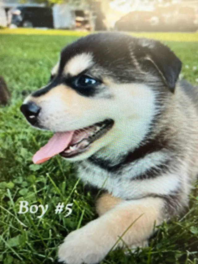 Rottsky Puppies For Sale in Dogs & Puppies for Rehoming in Leamington - Image 10