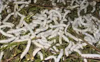 Silkworm Feeders For Reptiles
