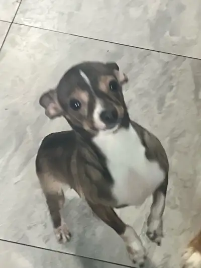 Hello my name is Raptor, I am a 4 year old chiweenie my family has loved and cared for me to the bes...